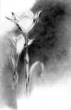 Rainlilies - Pas de Deux (slide).JPG (66969 bytes)