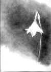 Rainlily - Inconsolable (slide).JPG (97176 bytes)